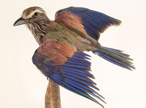 MASAI GALLERY - rollier d’abyssinie - Oiseau