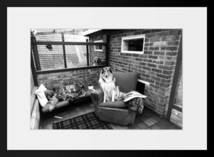 PHOTOBAY - guests in a doggie exclusive hotel - Photographie