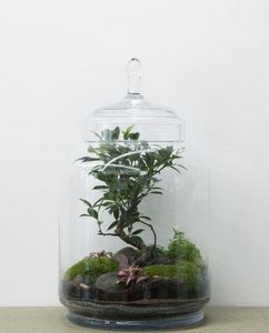GREEN FACTORY - jungle jar - Terrarium Garden Under Glass