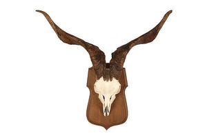 MASAI GALLERY - chèvre sauvage - Wall Mounted Antler