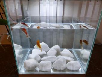 CLASSGARDEN - galet blanc aquarium 20-40 mm - Acuario