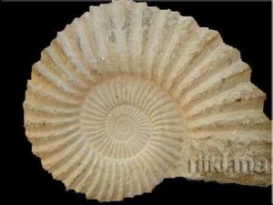 Minéraux et fossiles Rifki - ammonite naturelle - Fósil